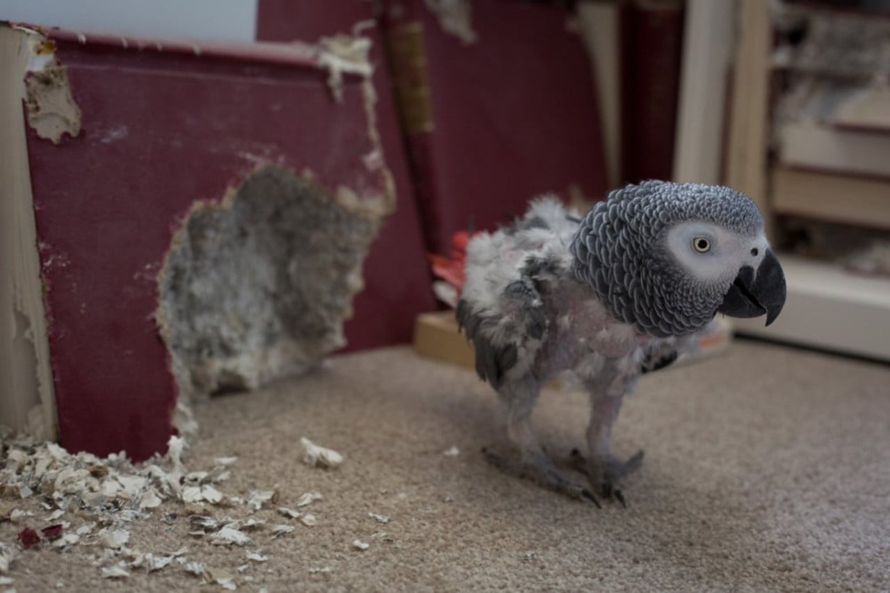 A pet African grey parrot who has plucked out its feathers due to stress - Wildlife. Not pets - World Animal Protection