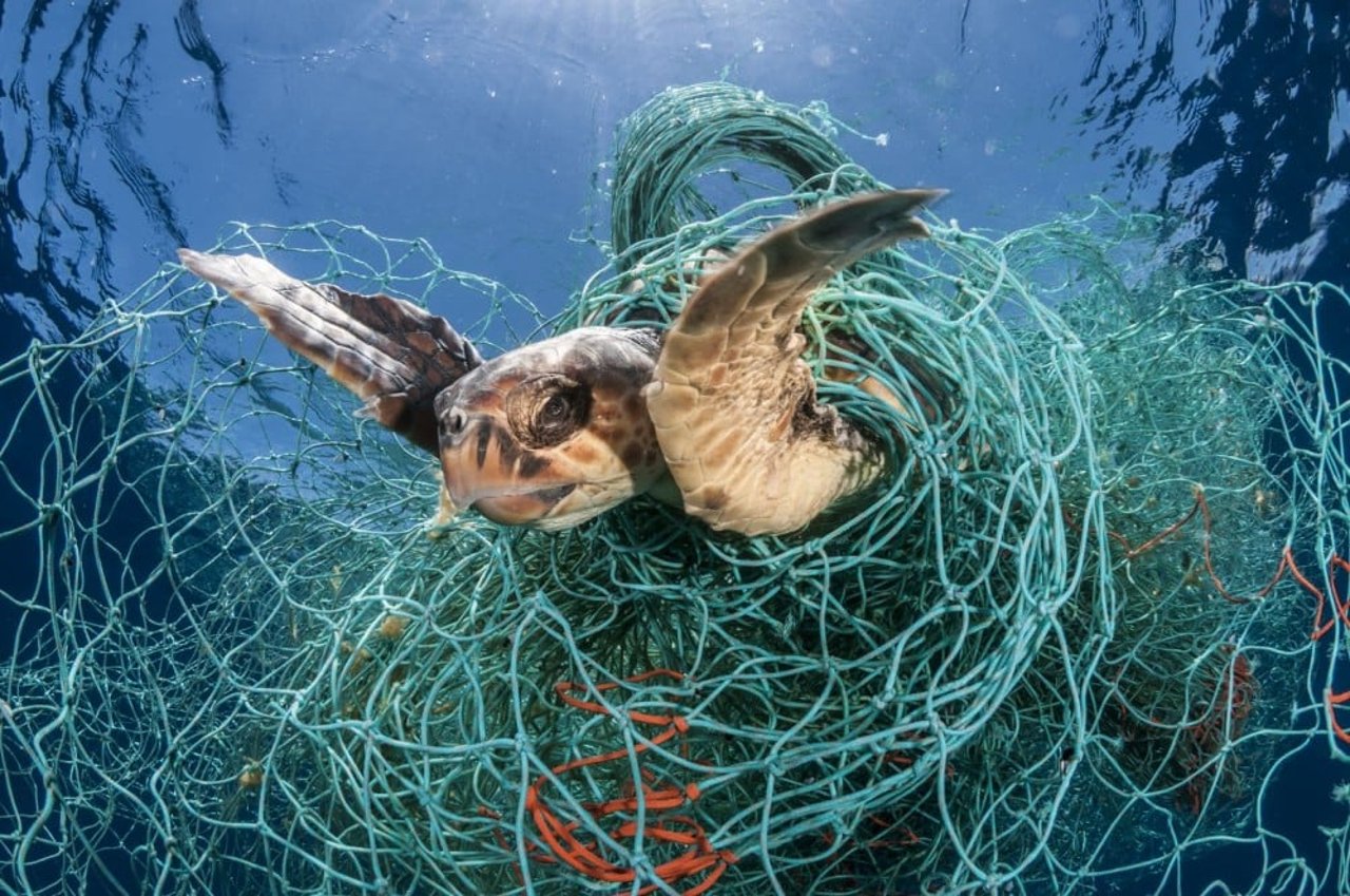 Tesco, Lidl and Nestlé join fight against fishing gear left in our oceans