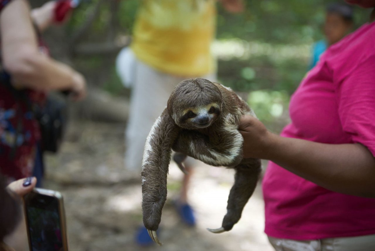 a_woman_holds_a_sloth_in_the_amazon_0