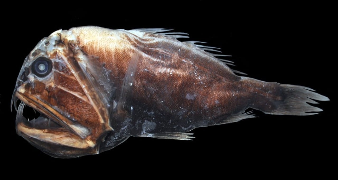 Anoplogaster cornuta / common fangtooth fish