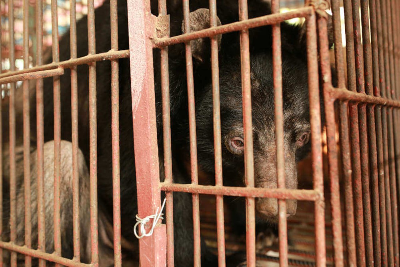 Hanoi last in the race to end bear bile farming