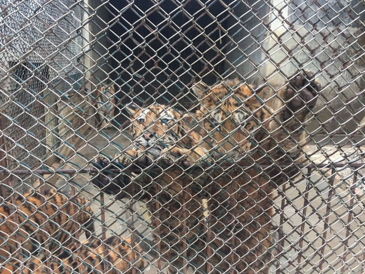 caged_tiger_cubs