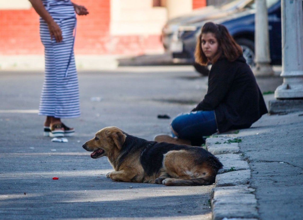 dog_sits_near_woman_on_streets_of_romania