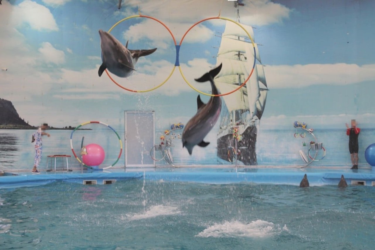 Dolphins performing - World Animal Protection