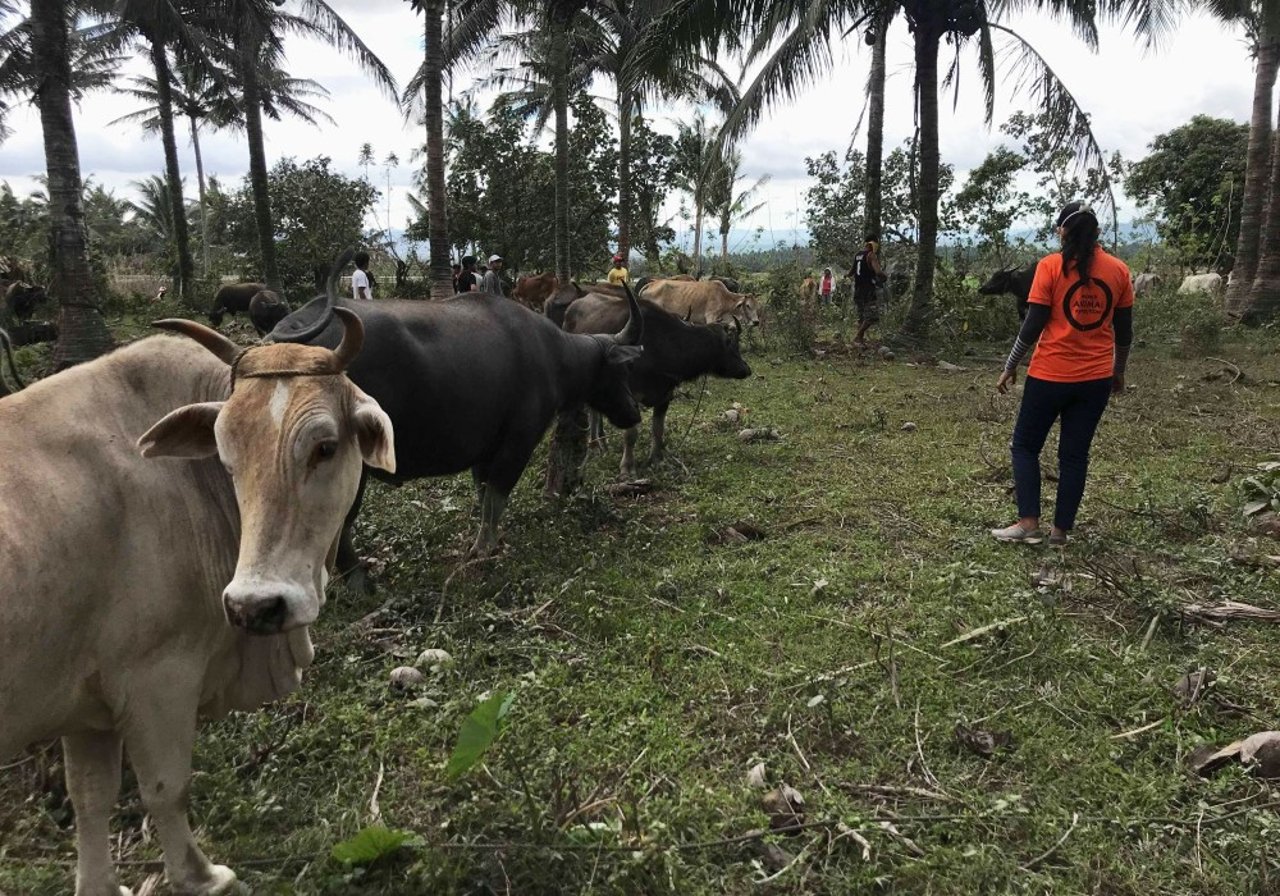 dr_may_and_cows_in_the_philippines_near_mount_mayon