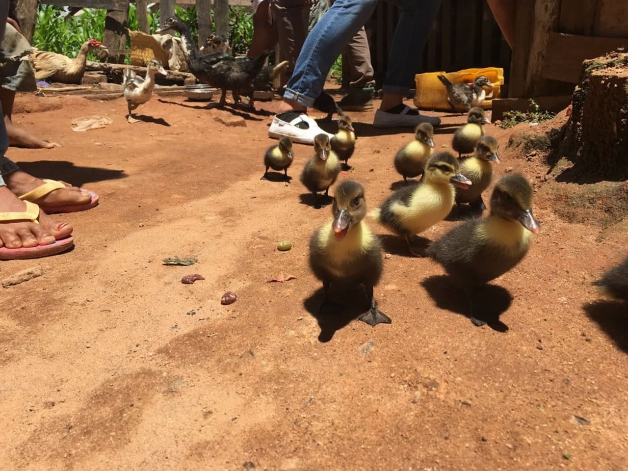 ducklings_in_madagascar_after_cyclone_ava