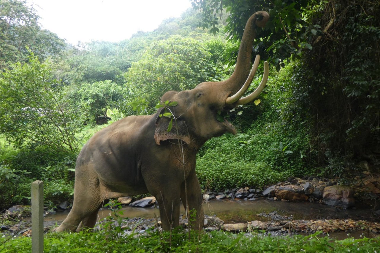 elephant_at_high_welfare_tourist_attraction_in_thailand