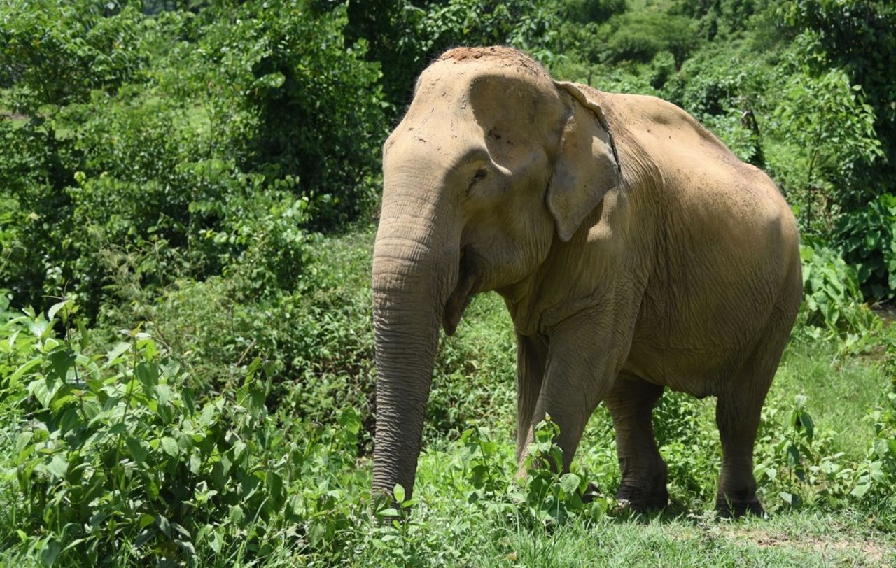 elephants_in_thailand