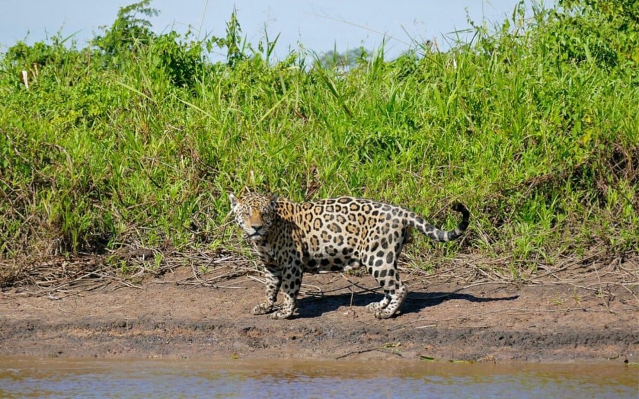 A wild Jaguar in Pantanal, Brazil