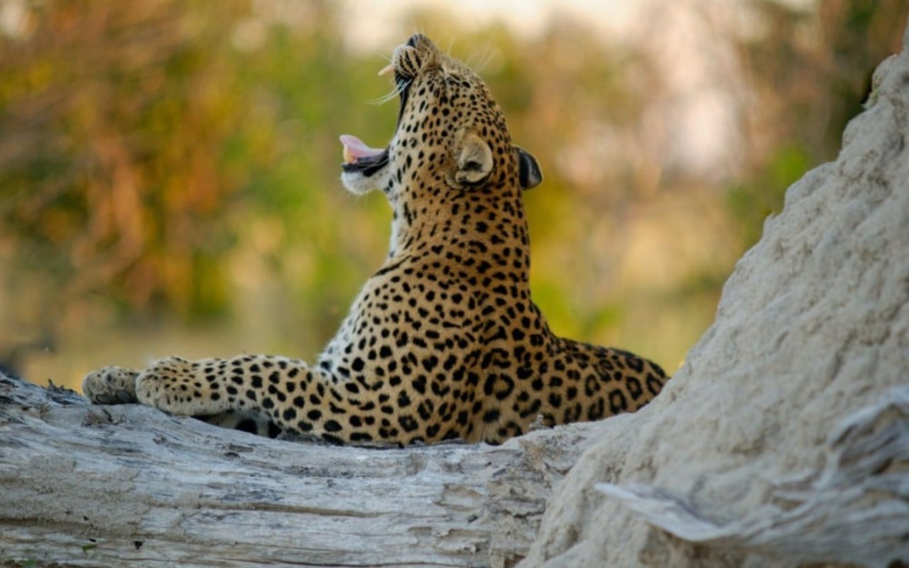 Wild jaguar in the in the Okavango Delta, Botswana