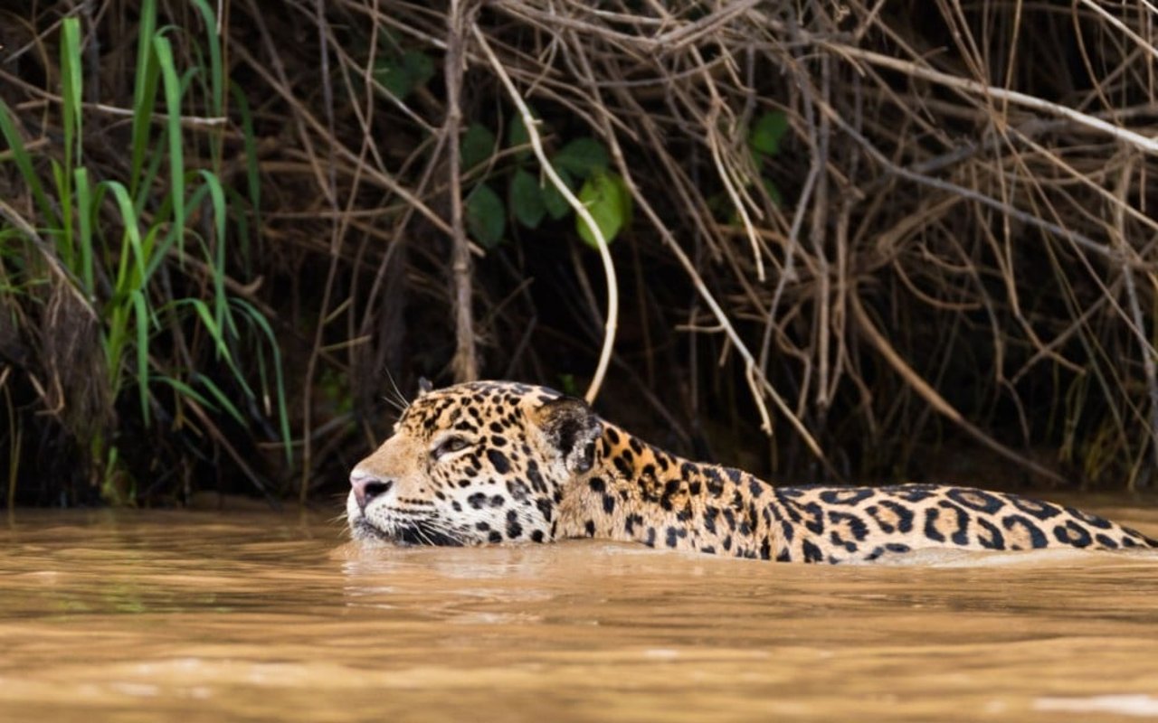 A wild jaguar is swimming in a river.