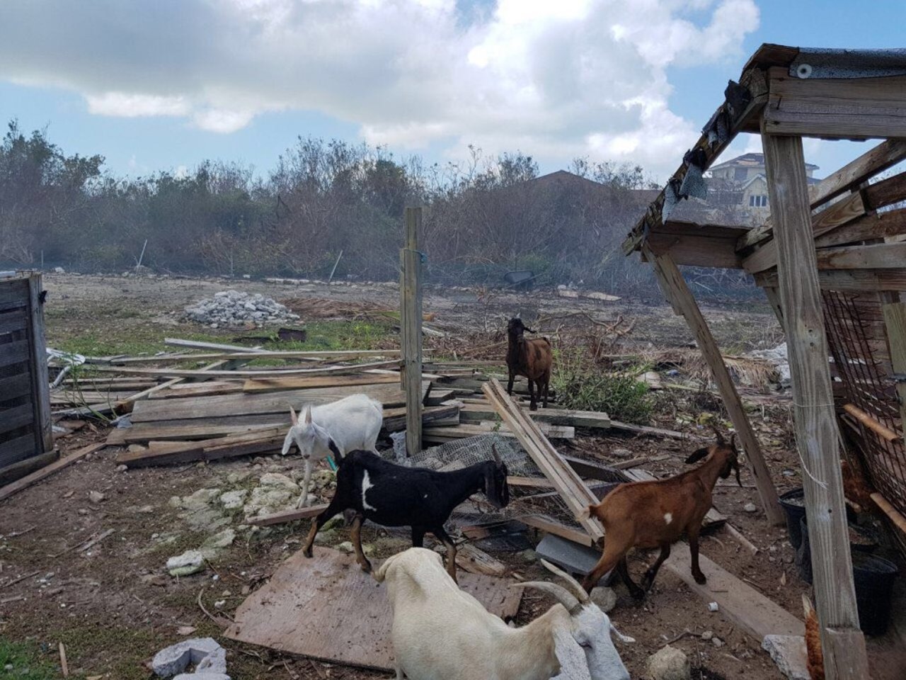 goats_among_rubble