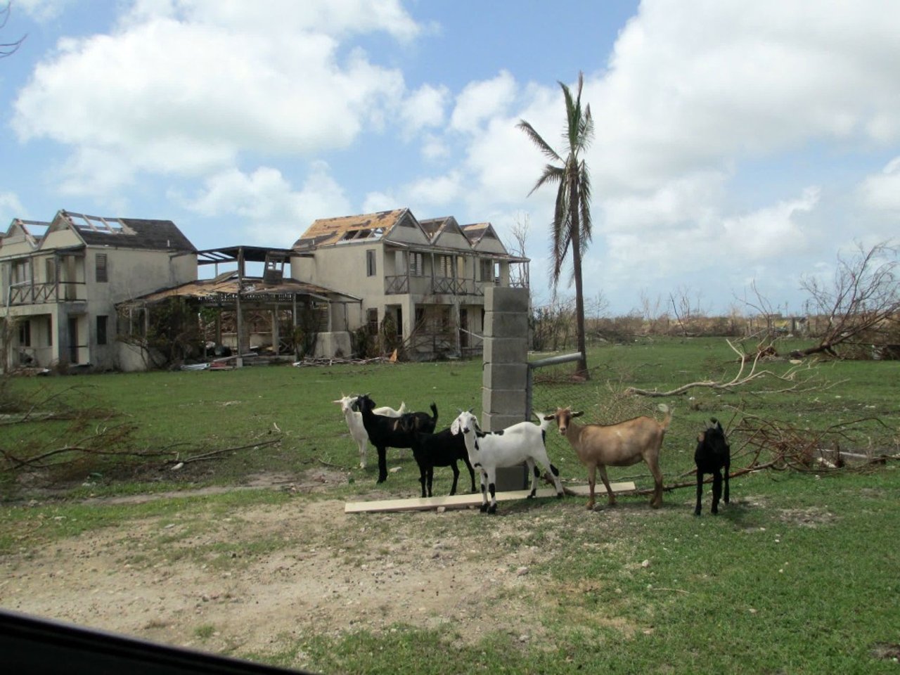 goats_forage_for_food_in_front_of_damaged_buildings_in_antigua_and_barbuda