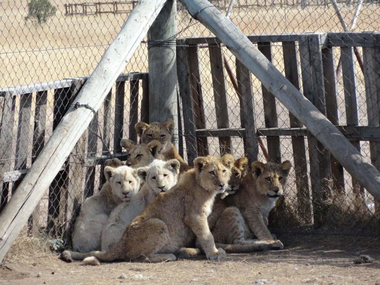 Lion cubs huddled together at a facility in South Africa - Traditional Chinese Medicine - World Animal Protection