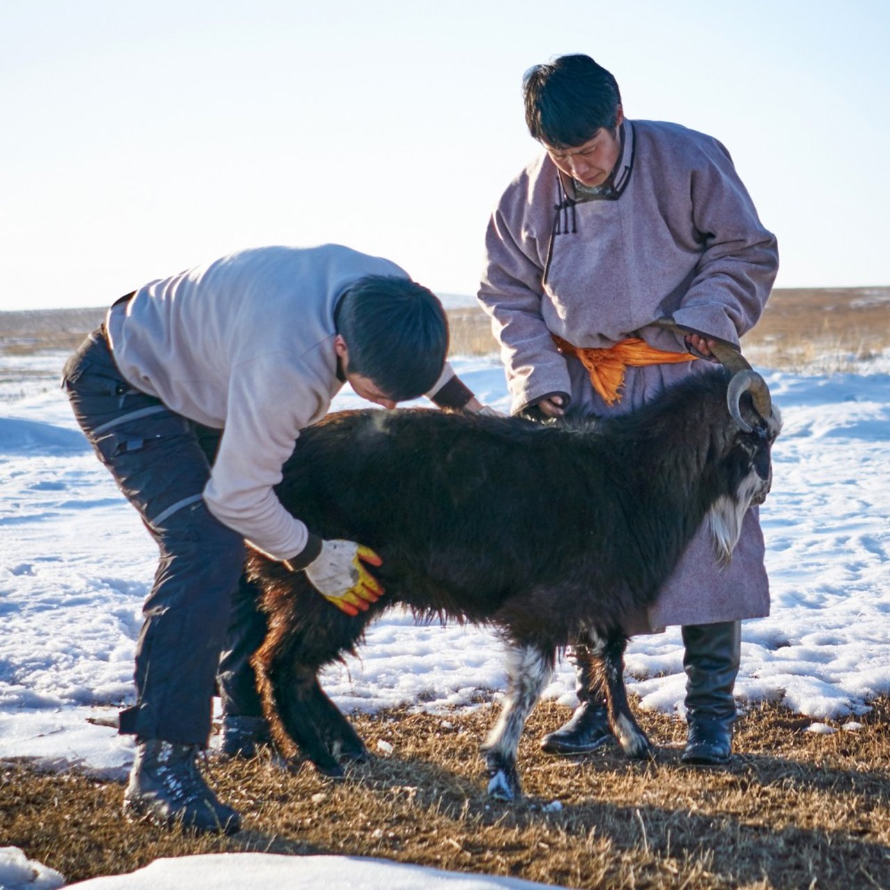 mongolian_herders_and_a_goat_crop