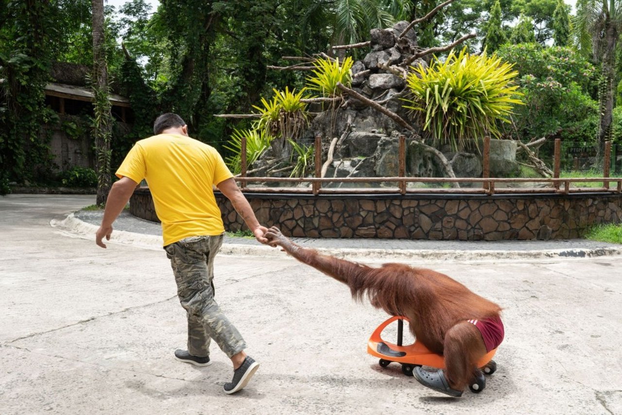 orangutan_used_for_tourist_entertainment