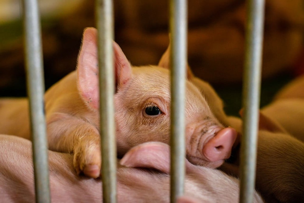Pictured: a piglet in a cage on a factory farm.