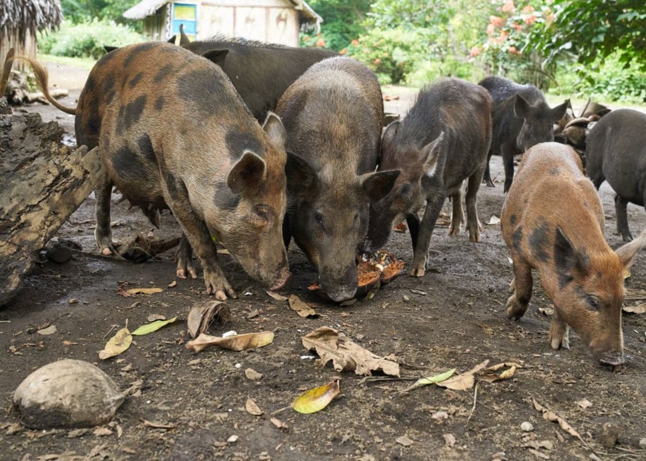 pigs_eating_in_vanuatu_after_ambae_volcano_eruption