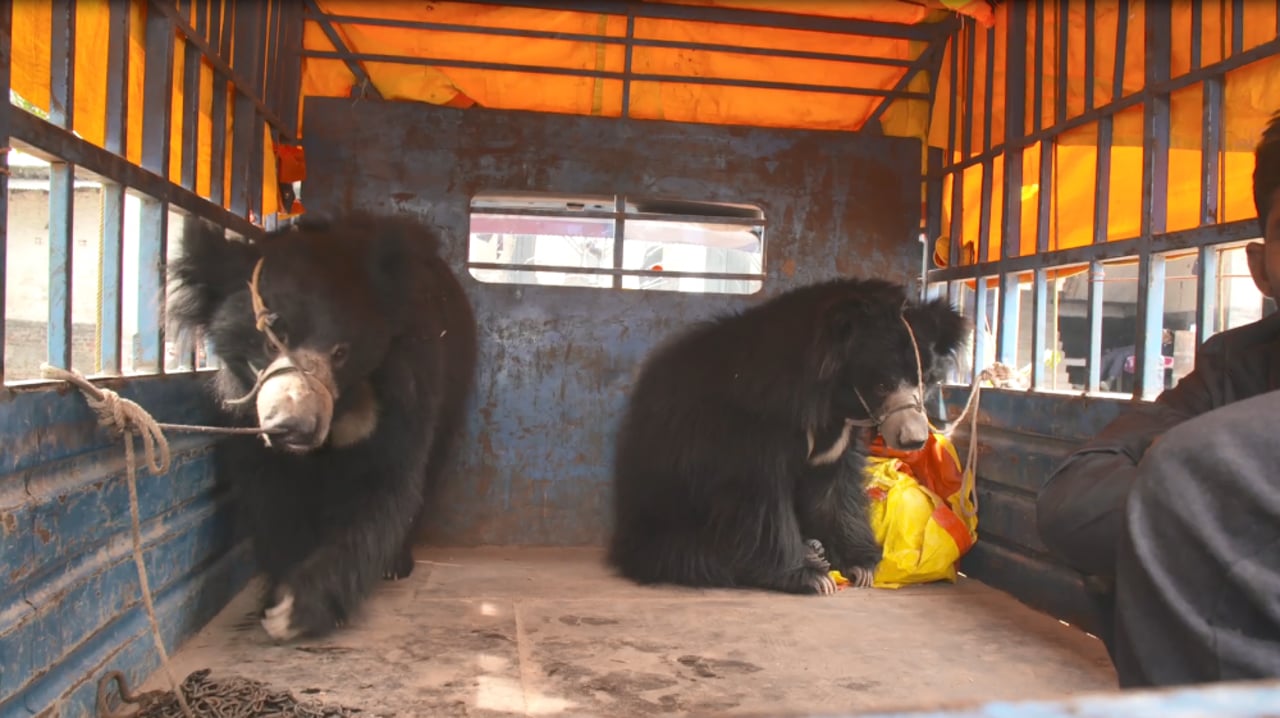 Ursos Rangila e Sridev são transportados em caminhão para santuário