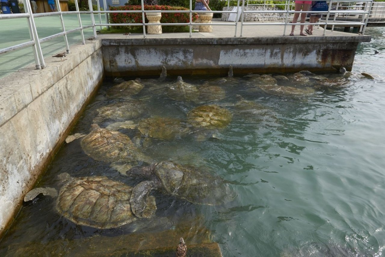 sea_turtles_in_an_enclosure_at_cayman_turtle_centre
