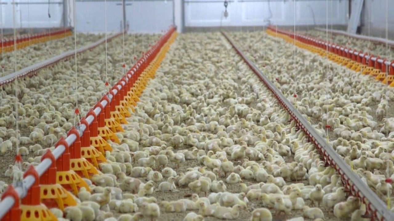 seven_day_old_broiler_chickens_in_a_commercial_farming_system