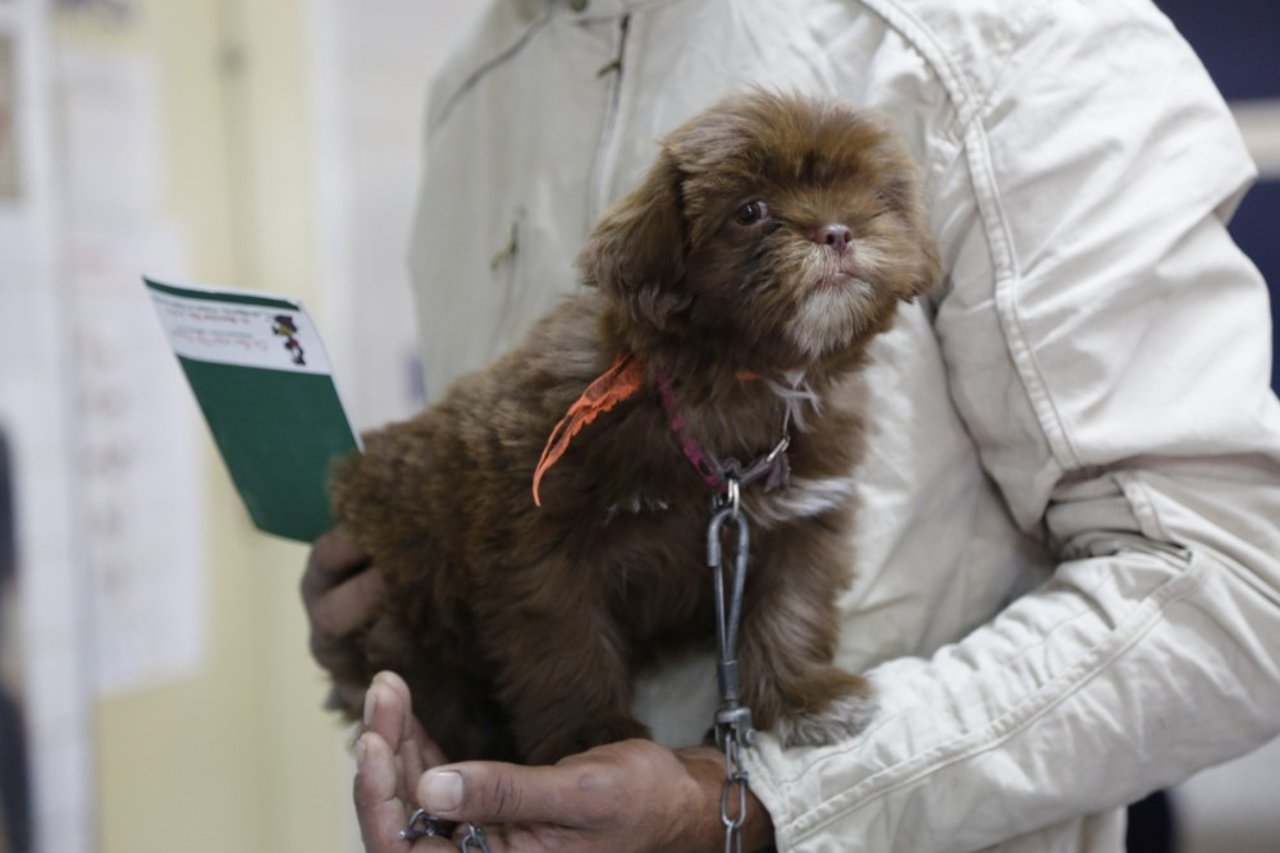 Small_dog_at_rabies_vaccination_drive_in_Brazil - World Animal Protection