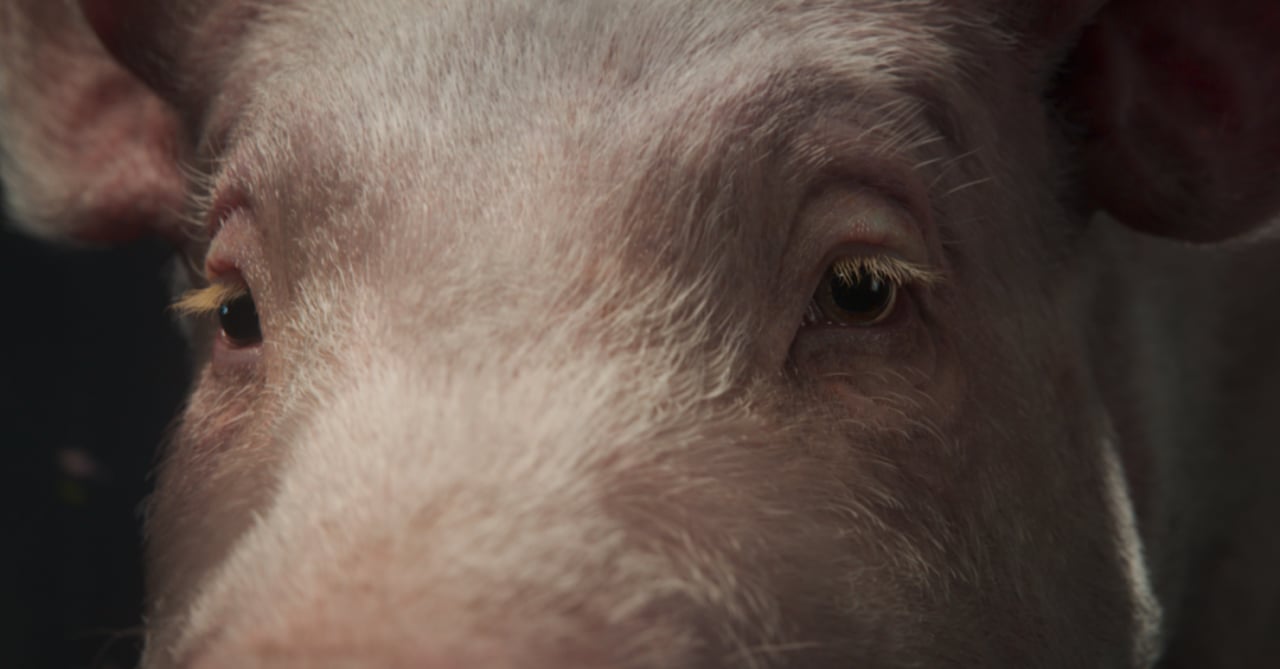 Thoughtful Pig Awareness Campaign: Defeated eyes of a factory farmed sew
