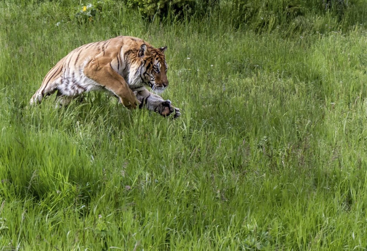 A tiger in long grass
