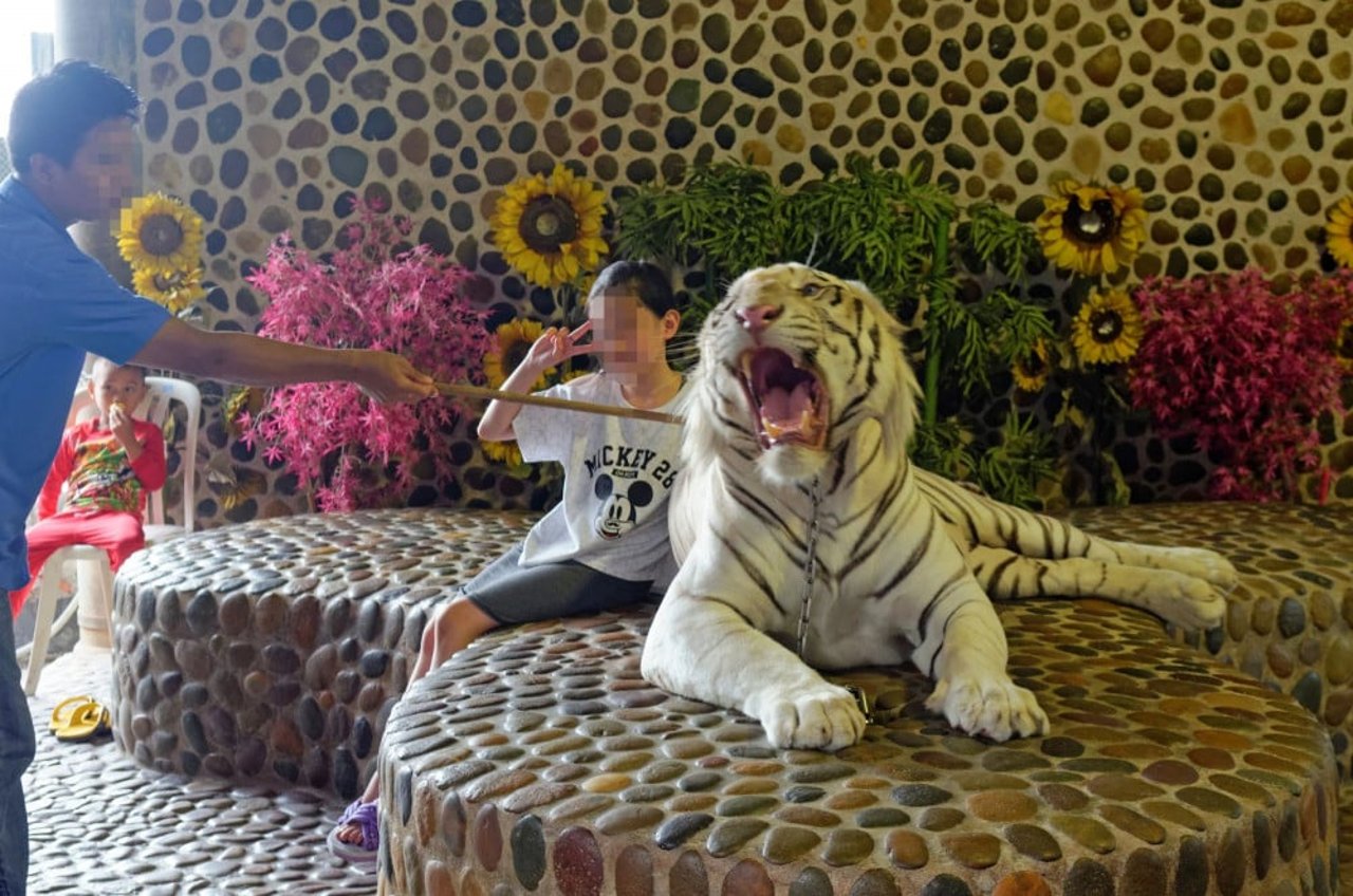 tiger_used_for_selfies_prodded_with_stick_-_million_year_stone_park