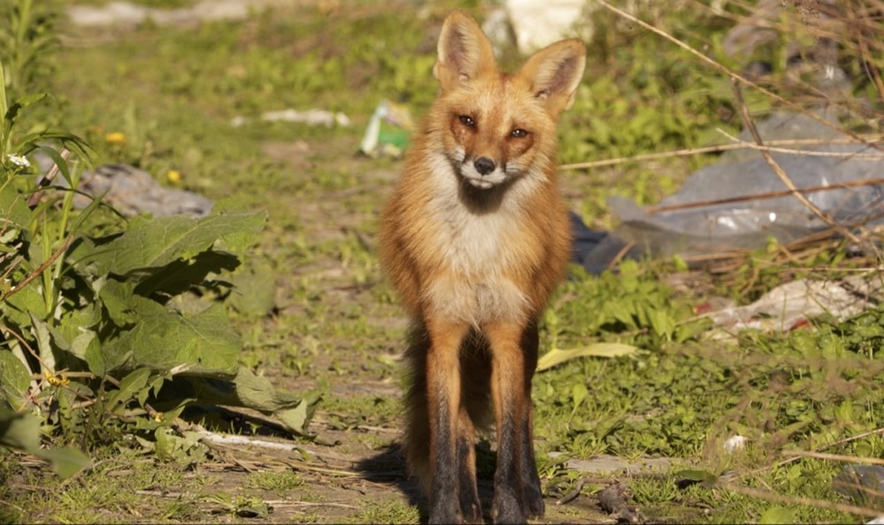 Julian Victor - an urban fox looks at the camera curiously