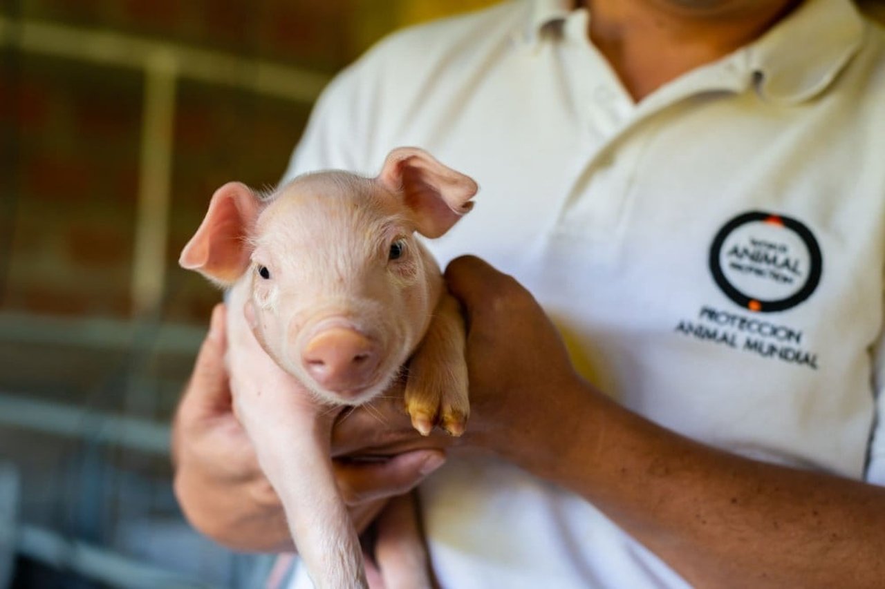 world_animal_protection_staff_member_holding_a_piglet_on_a_factory_farm