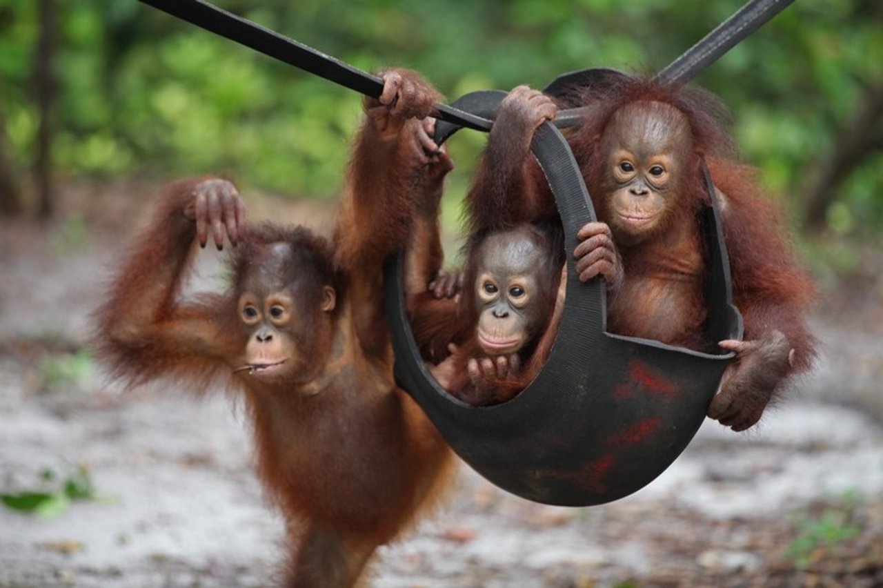 young_wild_orangutans