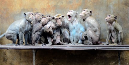 Captive monkeys look in horror at something above them as they sit chained