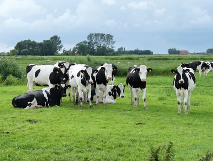 Holstein cows