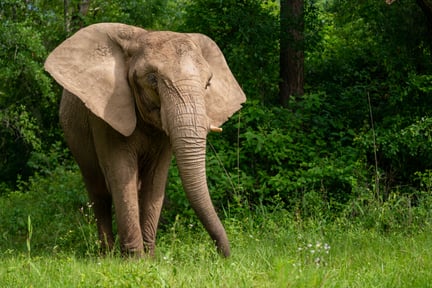 Single elephant in woodland