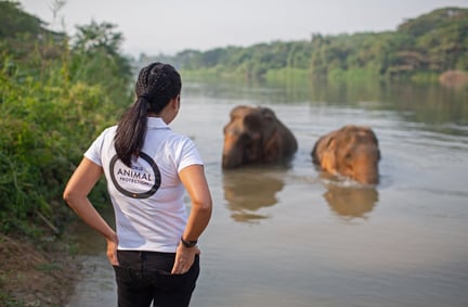 Elephants in water watched by WAP staff