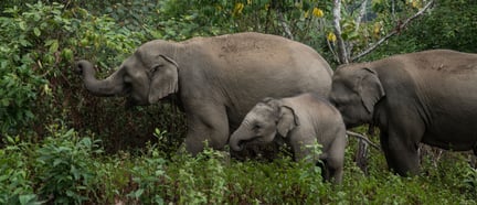 Elephants thriving in the forest at Mahouts Elephant Foundation