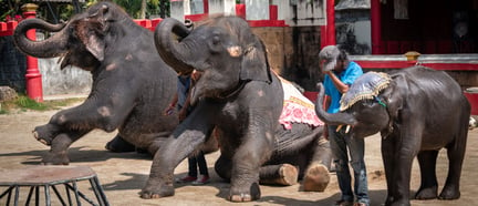 Skeletal baby elephant forced to perform at Phuket Zoo