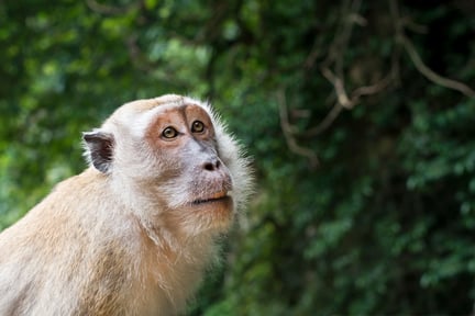 Wild macaque, Malaysia from iStock by Getty Images