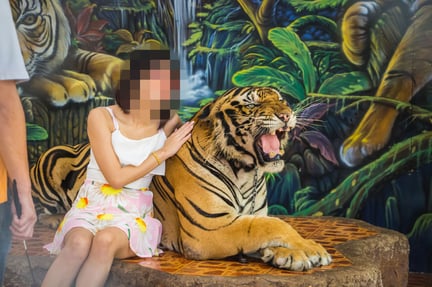 Captive tiger chained with clipped teeth in Thailand