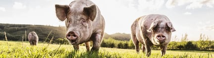 Pigs on a grass field, credit: GettyImages