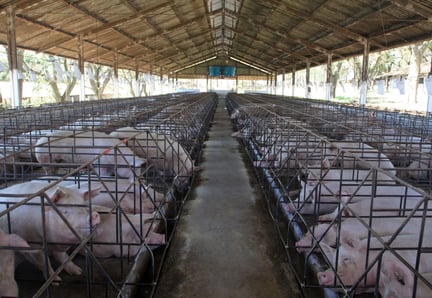 Factory-farmed mother pigs in cages