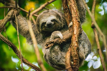 a_sloth_is_released_back_into_the_wild_from_a_sanctuary_in_colombia_-_wildlife._not_entertainers_-_world_animal_protection