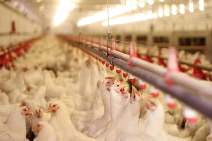 Factory farmed chickens cramped in a shed