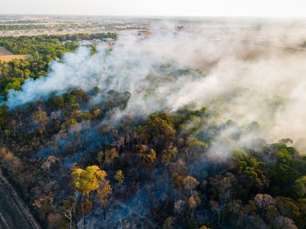 Brazil forest fires