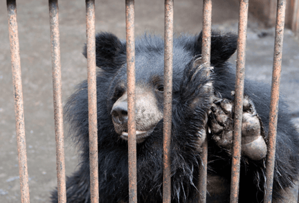 Bear bile bear in South Korea