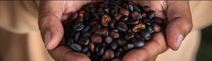 Coffee Beans for Civet Coffee Campaign