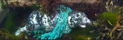 Seal In Netting - Sea Change Campaign