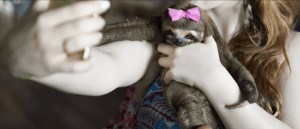 Sloth with Hair Bow for Selfie Code Campaign