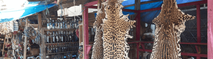 Tiger Skins at Belen Market in Peru